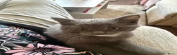 Mixed Breed cats for sale: gorgeous male half persian kitten! 🐱  - Advert 2