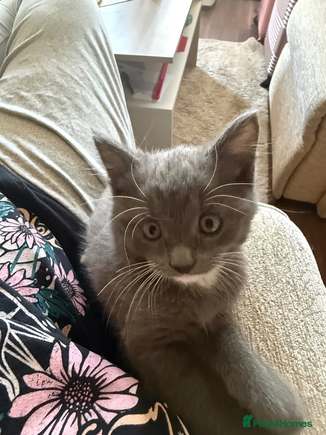 Mixed Breed cats for sale: gorgeous male half persian kitten! 🐱  - Advert 2
