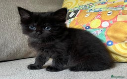 Mixed Breed cats for sale: 5 Beautiful fluffy kittens ready to be re-homed ❤️ - Image 12