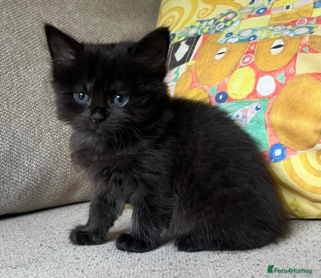 Mixed Breed cats for sale: 5 Beautiful fluffy kittens ready to be re-homed ❤️ - Image 12