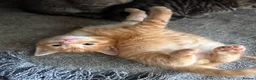 Maine Coon cats for sale: Maine Coon Cross Kittens  - Advert 14