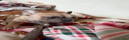 French Bulldog dogs for sale: French bulldog to a loving home in Wakefield - Advert 11