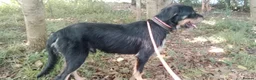 Mixed Breed dogs for adoption: Dante in Newcastle upon Tyne - Advert 2