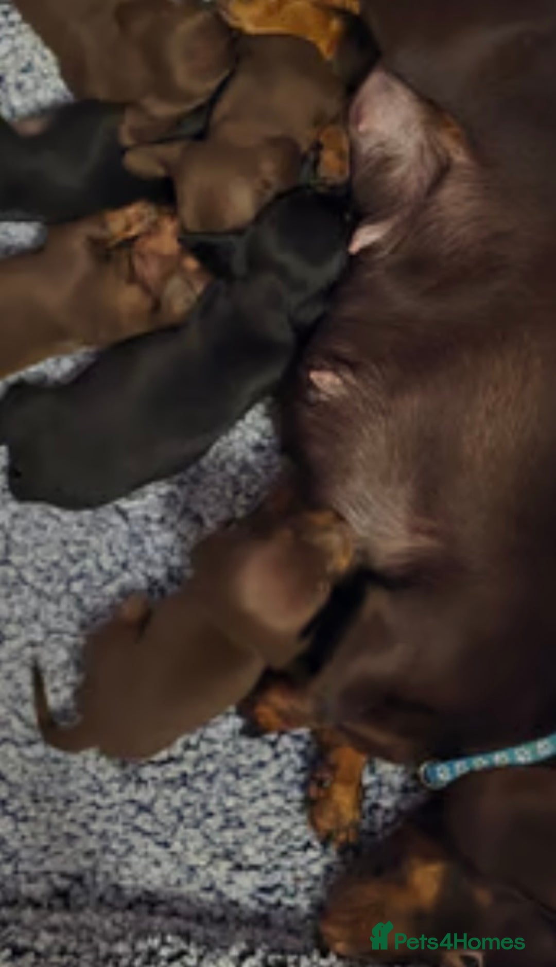 Miniature Dachshund dogs for sale: Gorgeous miniature dachshunds  - Image 8