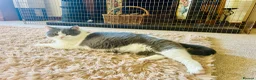 British Shorthair cats for sale: GCCF Chunky British Shorthair Kittens - Advert 7