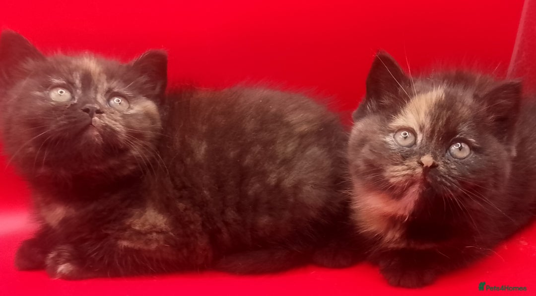 British Shorthair cats for sale: Beautiful  British Shorthair  - Advert 15