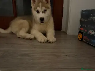 Siberian Husky dogs Puppies Siberian Huskies one boy available - Advert 6