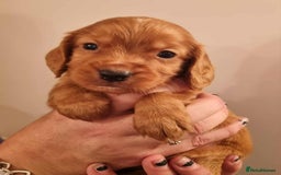 Cocker Spaniel dogs for sale: Gorgeous Health Tested Working Cocker Spaniels - Image 20