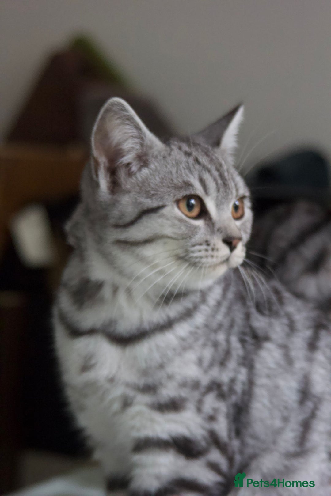 British Shorthair cats for sale: GCCF REGISTERED CHAMPION LINES SILVER SPOTTED BSH - Image 25