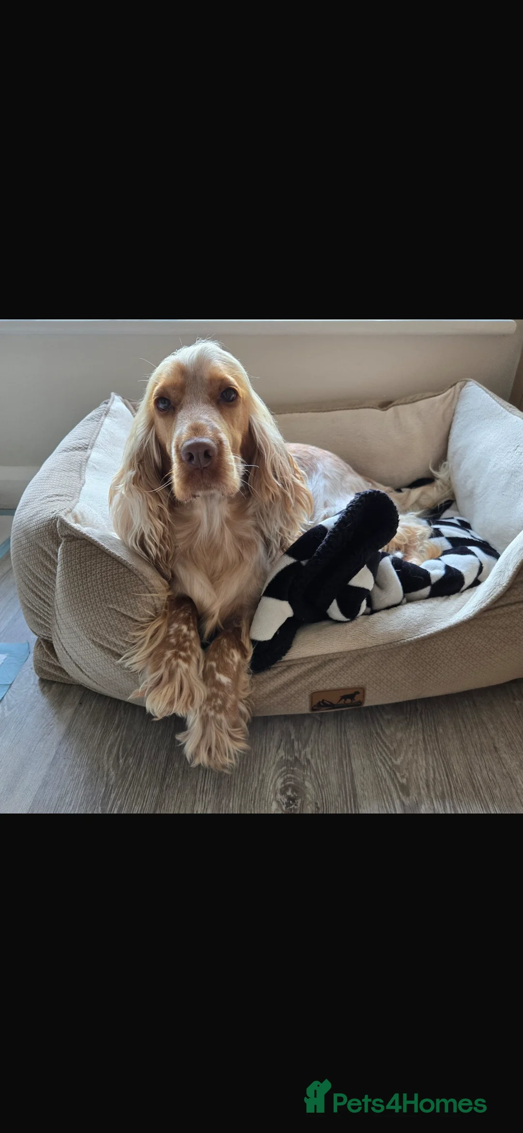 Cocker Spaniel dogs for sale: Cocker spaniel orange roan - Advert 1