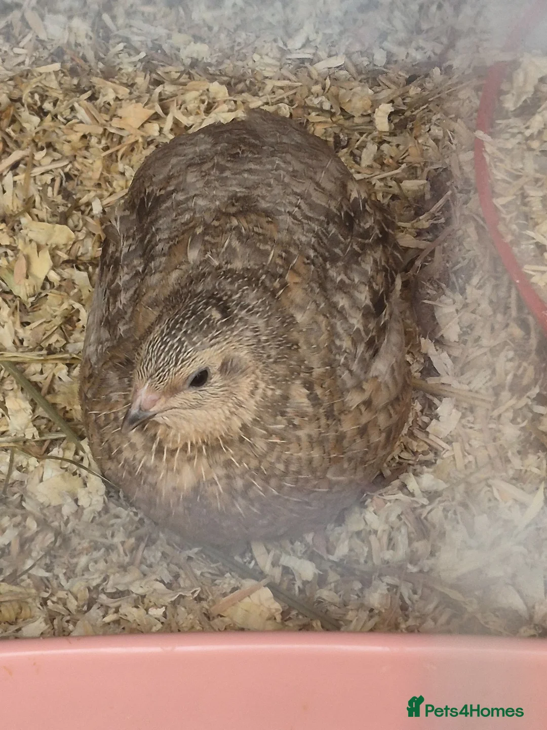 Quail poultry for sale: Beautiful silver quail in Y Felinheli - Advert 2
