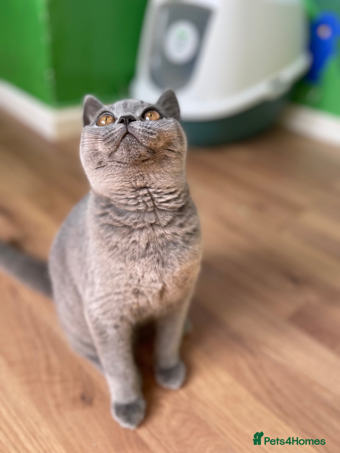 British Shorthair cats for sale: Only 1 Active British Shorthair Girl Left  - Image 3