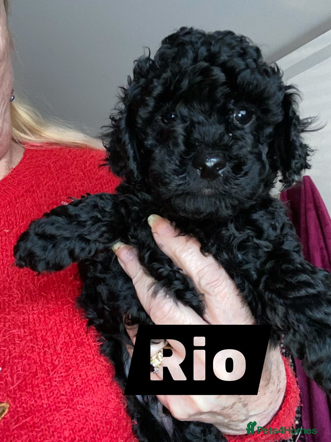 Toy Poodle dogs for sale: Black toy poodle male puppy excellent pedigree - Advert 1