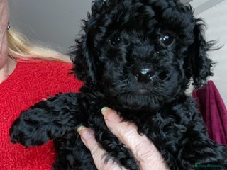 Toy Poodle dogs Black toy poodle male puppy excellent pedigree - Advert 18