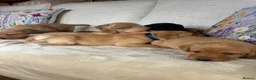 Labrador Retriever dogs for sale: DNA tested KC reg Labrador puppies - Advert 13