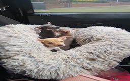Chihuahua dogs for sale: 2 beautiful chihuahuas  - Image 3