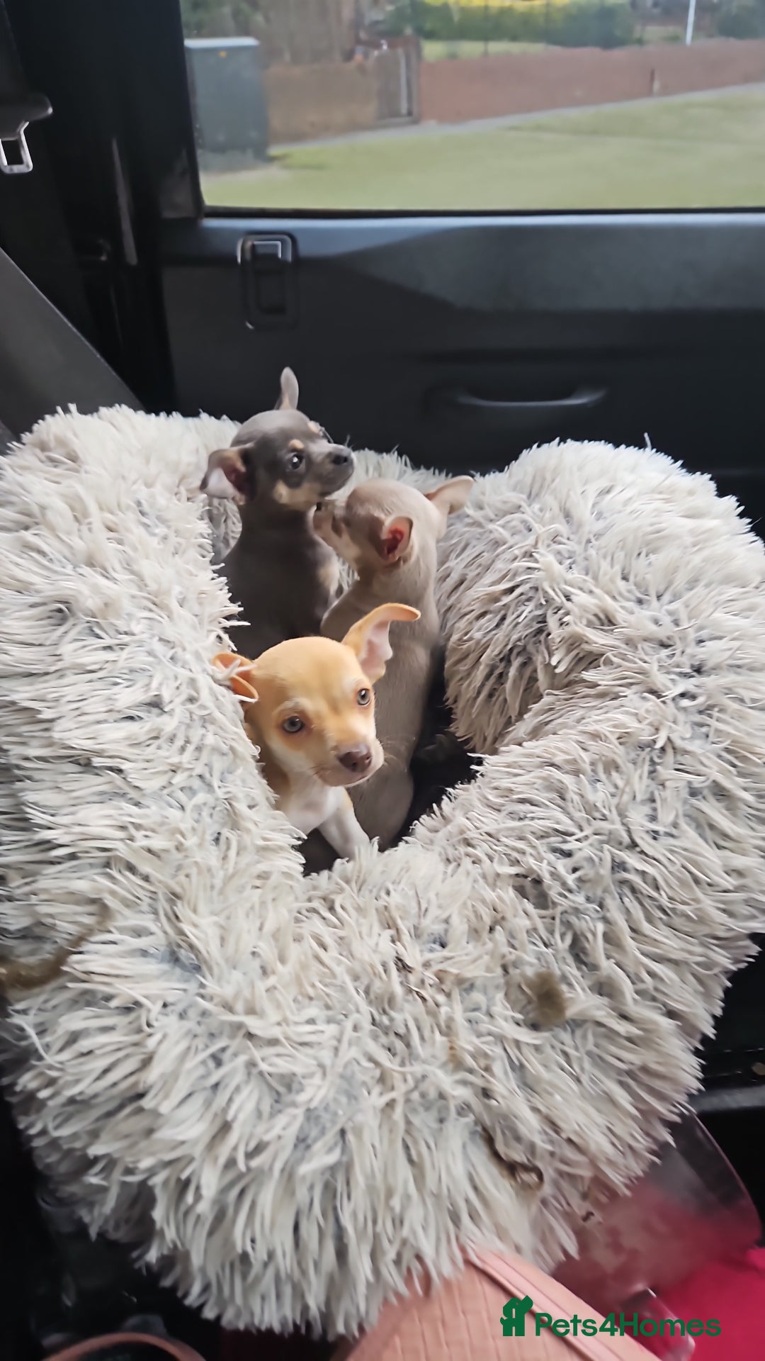 Chihuahua dogs for sale: 2 beautiful chihuahuas  - Image 3