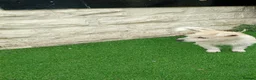 Mixed Breed dogs for sale: Westie X terrier  - Advert 3