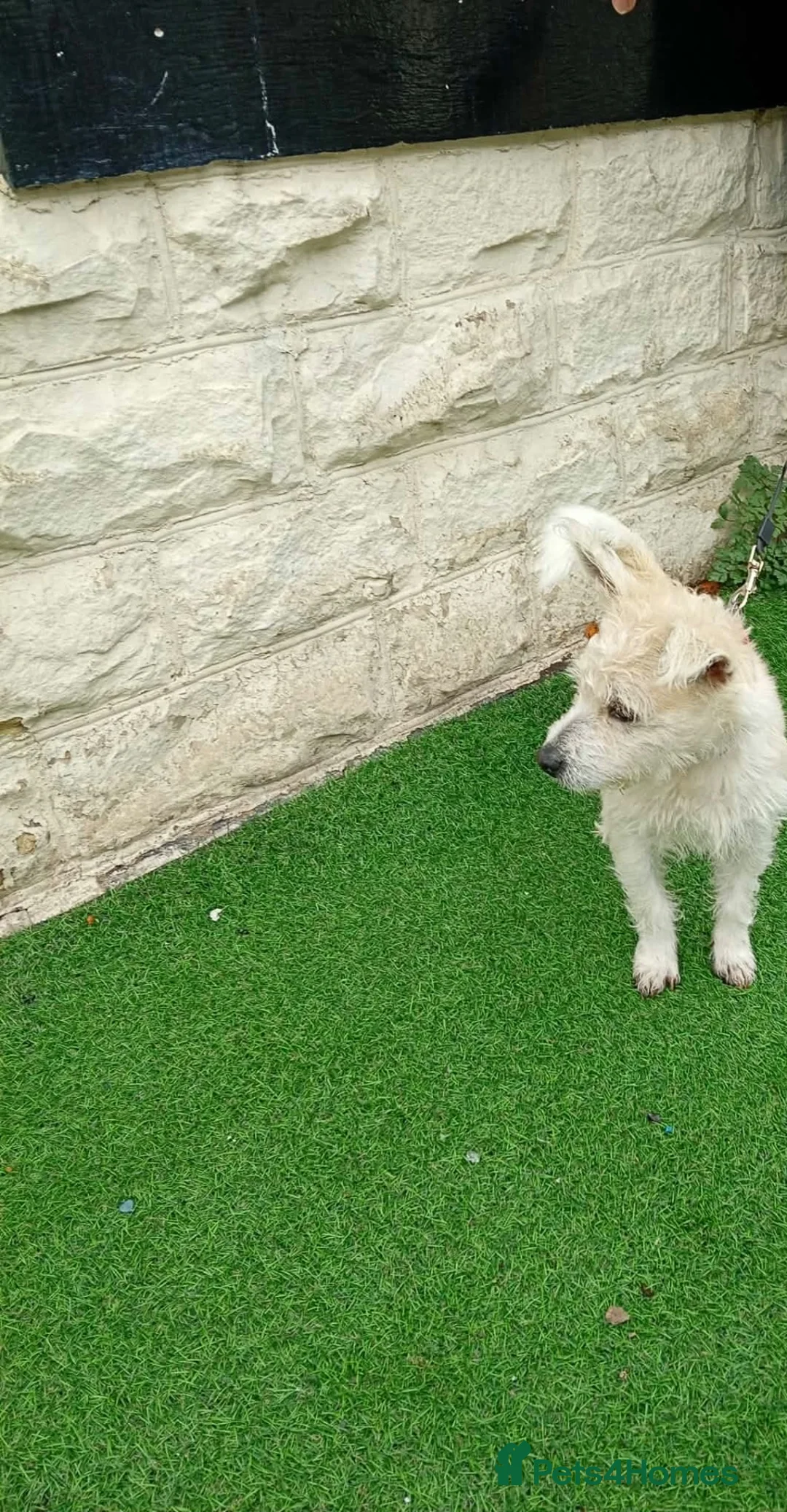 Mixed Breed dogs for sale: Westie X terrier  - Advert 3