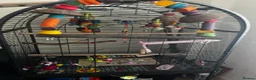 Parrots birds for sale: Rare Galah Lutino male  - Advert 13