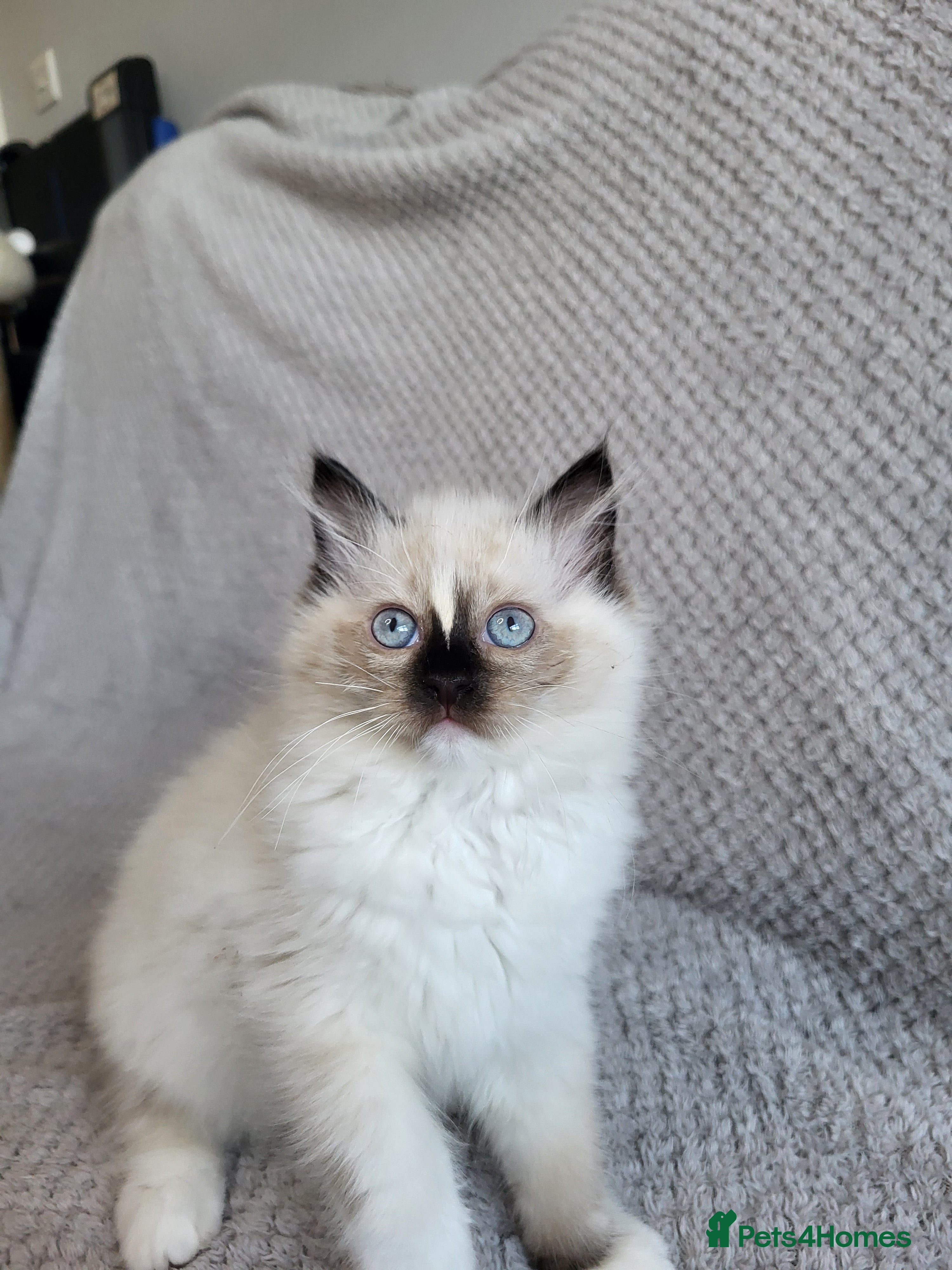 Ragdoll cats Registration Ragdoll kittens  - Advert 2