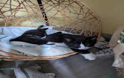 Toyger cats for sale: Mother and 2 babies - Image 4