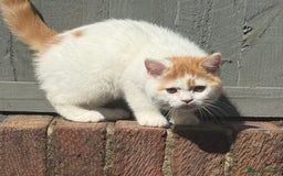 British Shorthair cats for sale: Red & white boys ready now  - Image 14