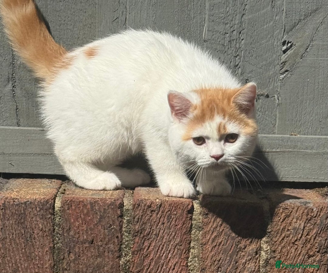 British Shorthair cats for sale: Red & white boys ready now  - Image 14