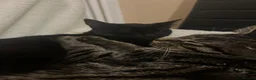 Mixed Breed cats for sale: Adorable kittens rehome ASAP - Advert 15