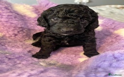 Cockapoo dogs for sale: F2B Cockapoo’s - Image 4