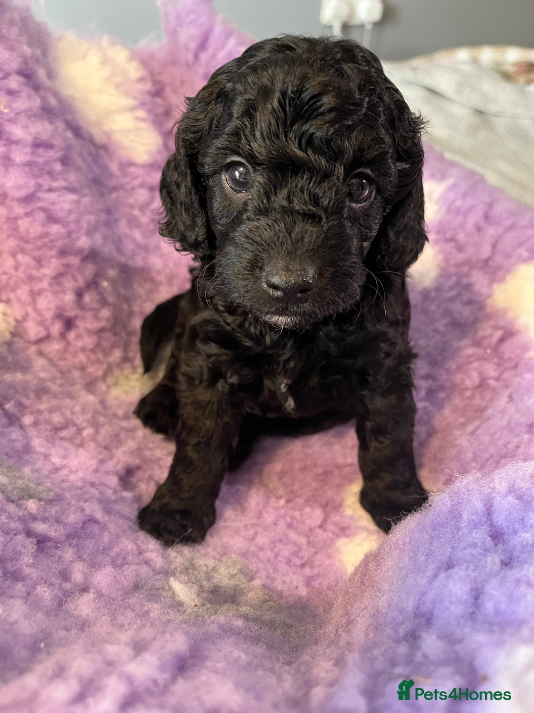 Cockapoo dogs for sale: F2B Cockapoo’s - Image 4