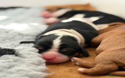 Cavalier King Charles Spaniel dogs for sale: Beautiful Cavalier King Charles Puppies - Image 1