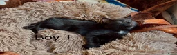 Domestic Shorthair cats for sale: 2 Beautiful Kittens - READY NOW - Advert 2