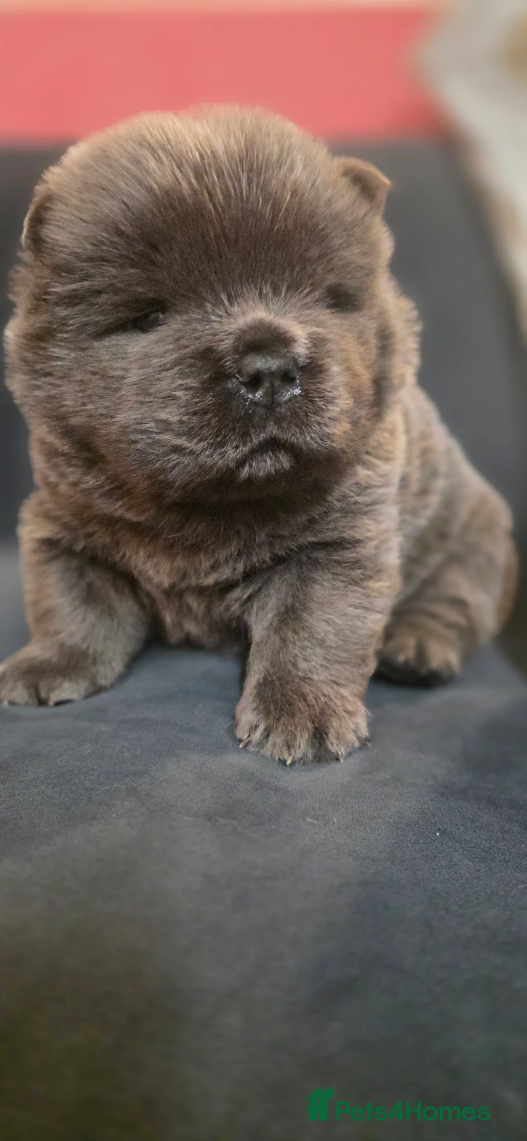 Chow Chow dogs for sale: Blue Smooth and Rough KC boys - Advert 10