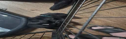 Labrador Retriever dogs for sale: Pure Labrador Retriever/ KC registered  - Advert 9