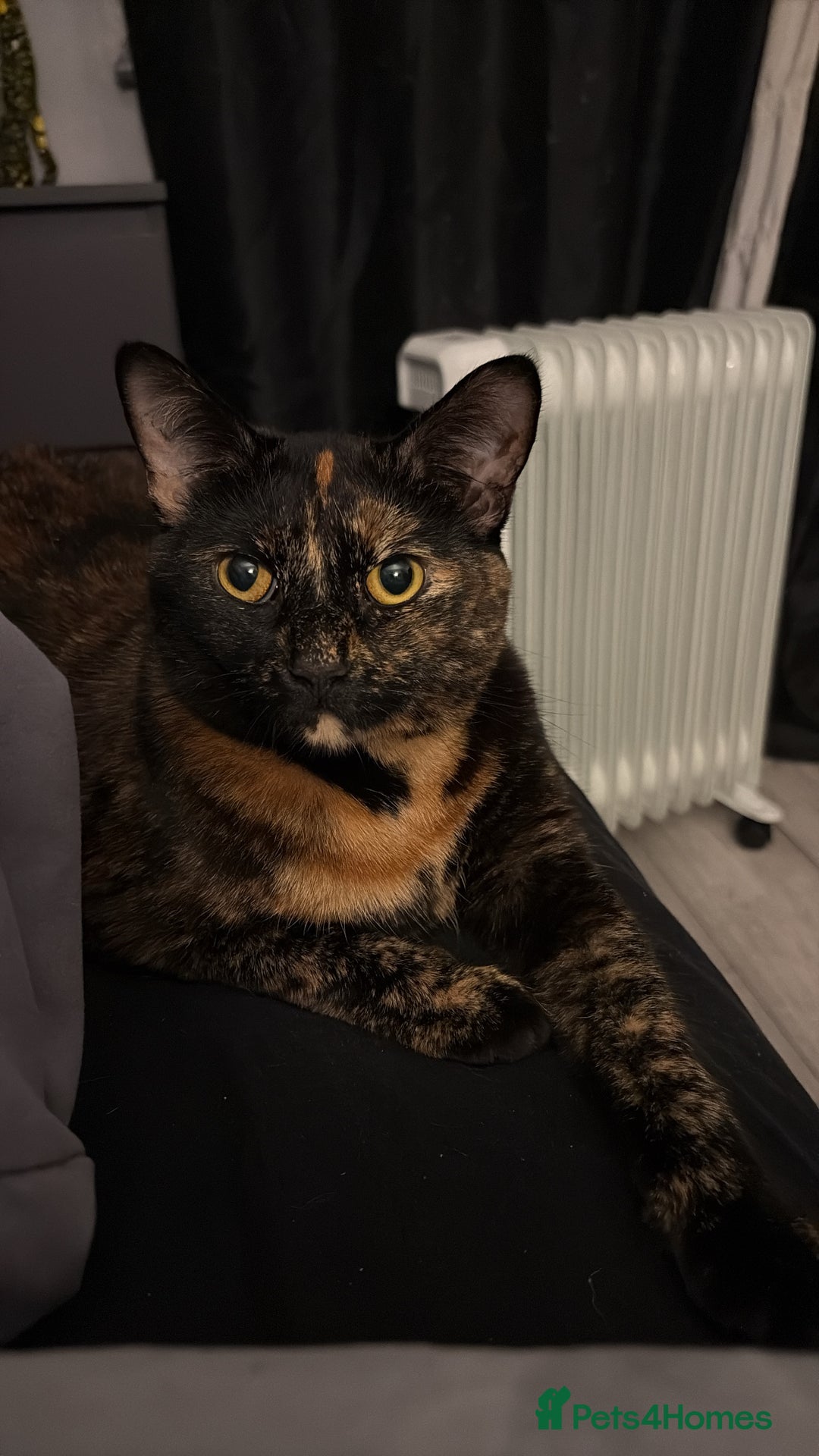 British Shorthair cats for sale: Cat for adoption - free of charge (singular cat) - Advert 1