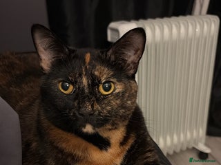 British Shorthair cats Cat for adoption - free of charge (singular cat) - Advert 3