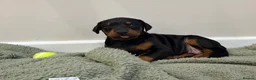 Dobermann dogs for sale: Doberman pups with KC parents  - Advert 4