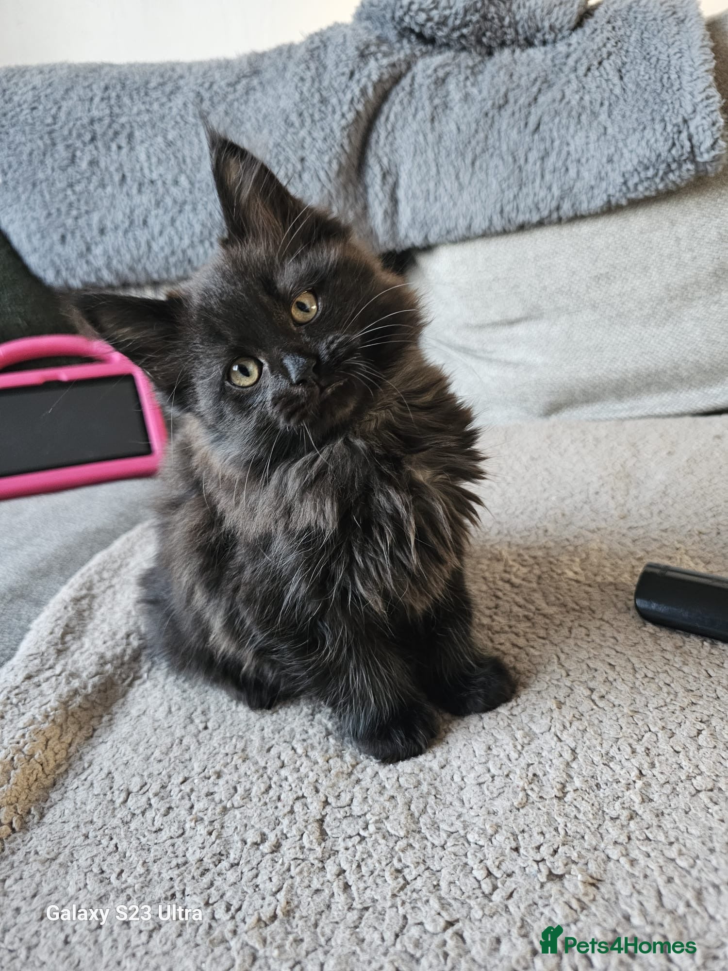 Maine Coon cats Halloween babies 🎃🐈‍⬛ last girl left! - Advert 9