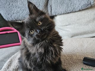 Maine Coon cats Halloween babies 🎃🐈⬛ last girl left! - Advert 9