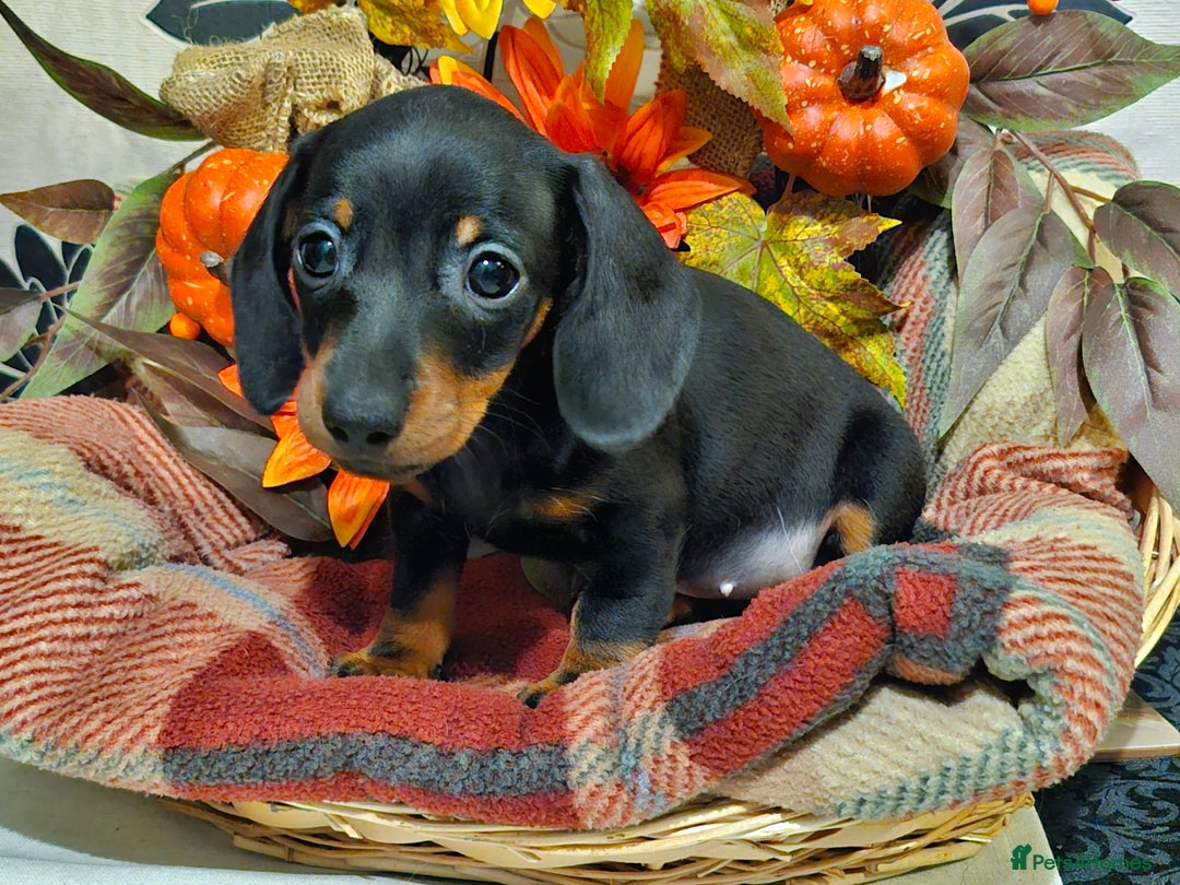 Miniature Dachshund dogs for sale: Beautiful Black & Tan Mini Dachshunds PRA clear - Image 1
