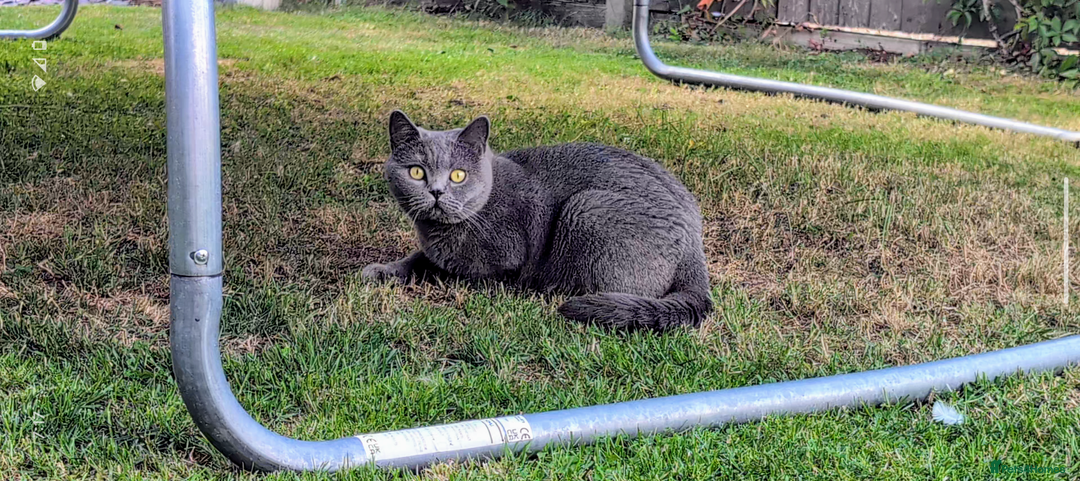 British Shorthair cats for sale: Beautiful Pedigree Neutered British Shorthair  - Image 8