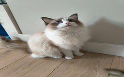 Ragdoll cats for sale: Pure Ragdoll kitten for sale  - Image 5