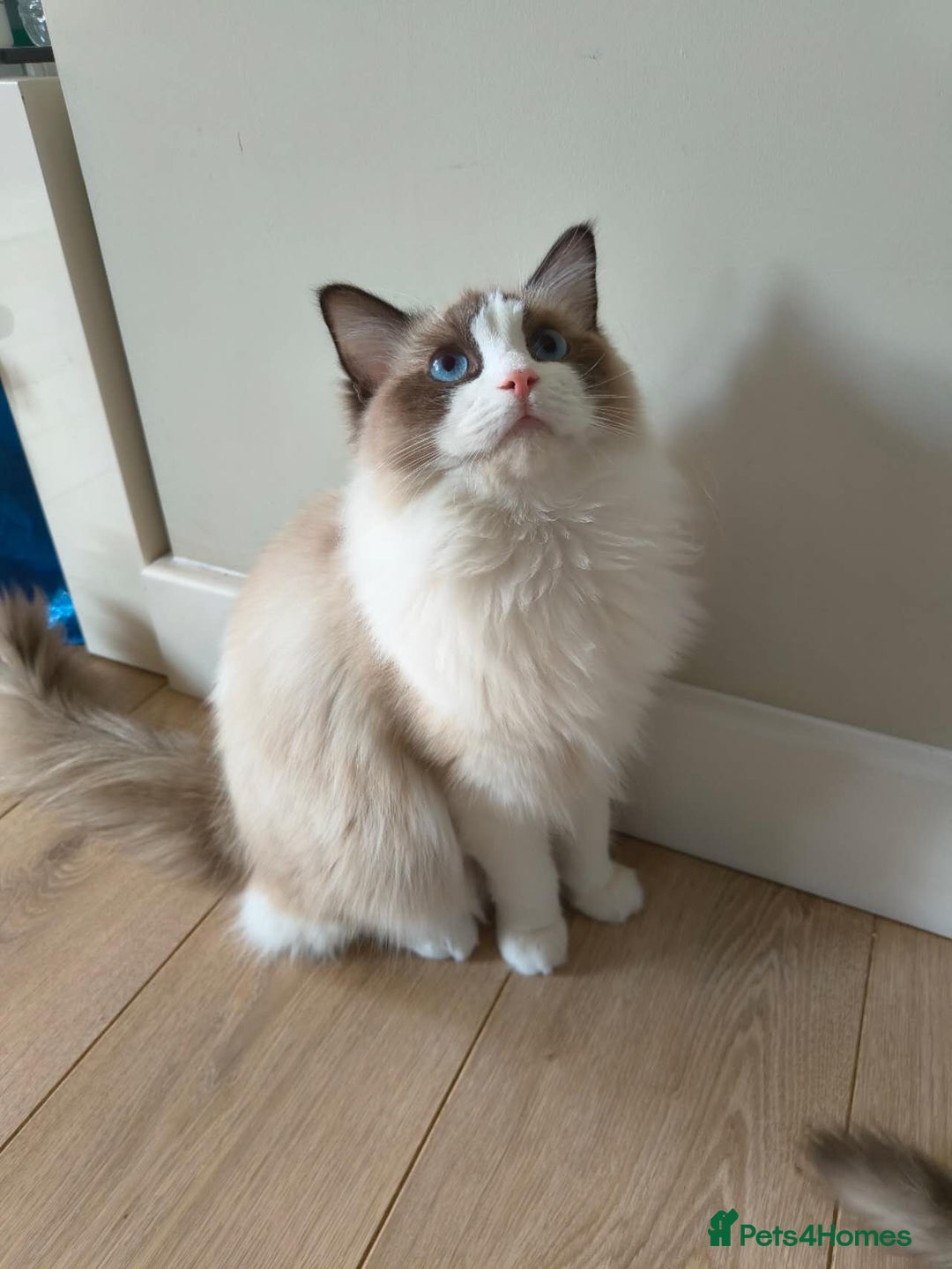 Ragdoll cats for sale: Pure Ragdoll kitten for sale  - Image 5