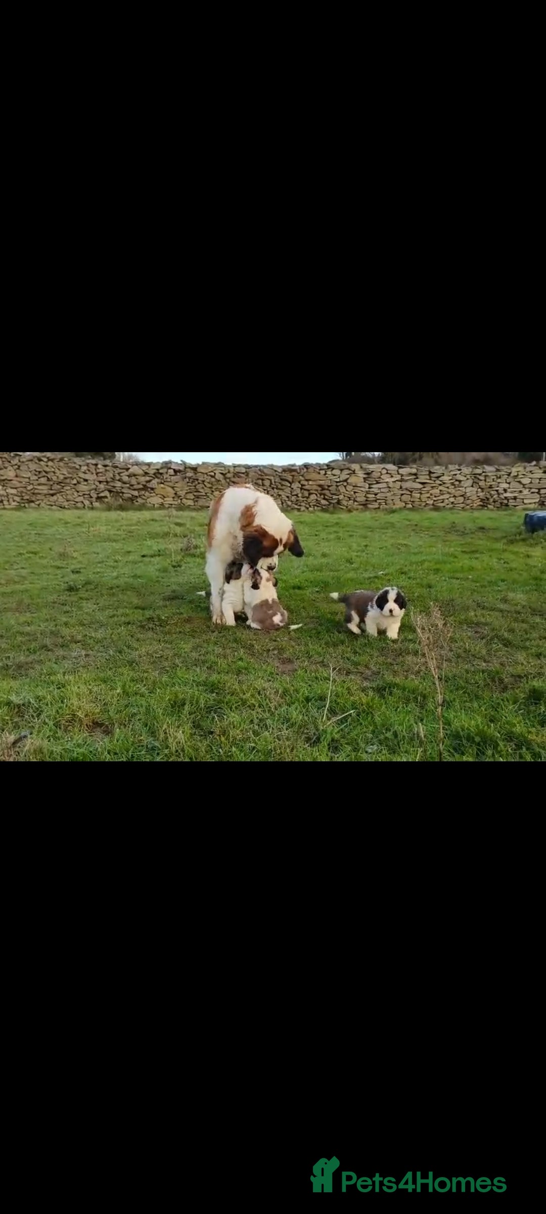 Saint Bernard dogs for sale: Exceptional litter of fabulous quality Saints  - Advert 2