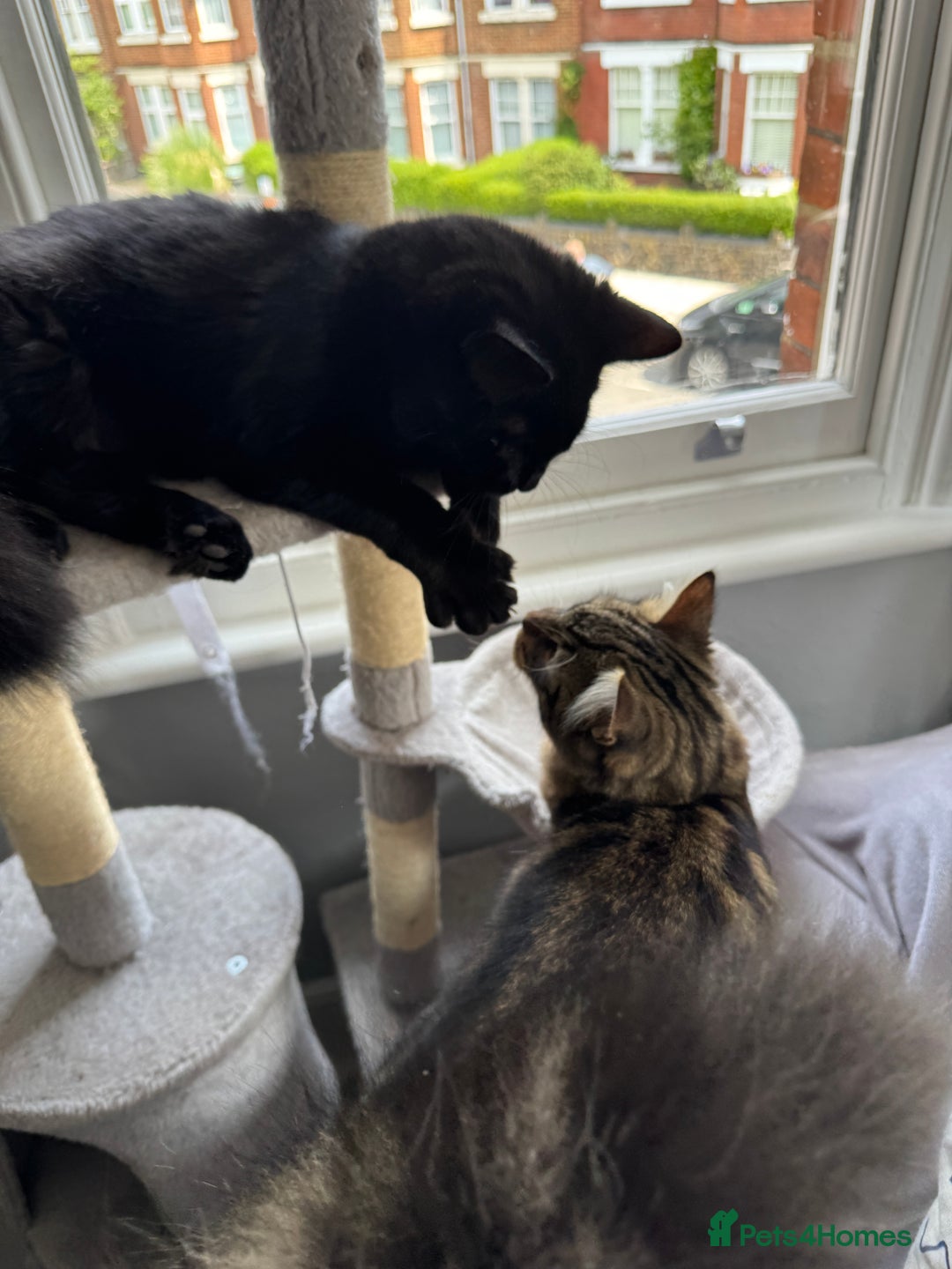 Domestic Shorthair cats for sale: FREE - 2 sweet cats to be rehomed  - Image 12
