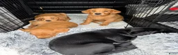 Labrador Retriever dogs for sale: Duel purpose Labrador  - Advert 12