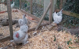 Chickens poultry for sale: Pekin Bantams - Image 7
