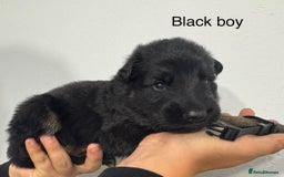German Shepherd dogs for sale: GERMAN SHEPHERD LONG COATED PUPPIES - Image 5