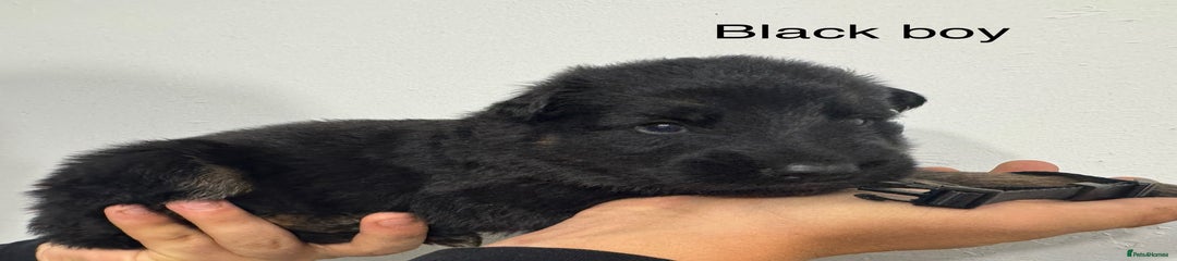 German Shepherd Puppy 4